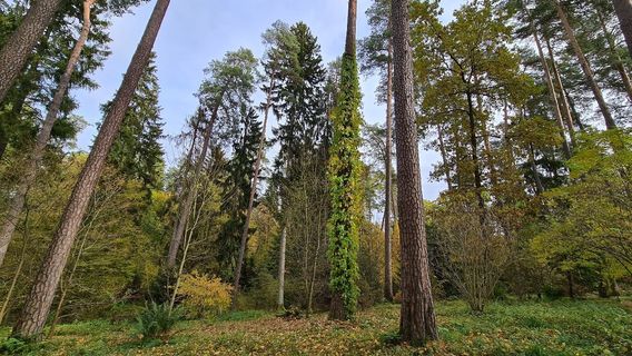 Forest Arboretum of Warmia i Mazur