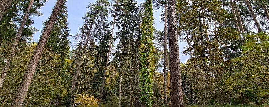 Forest Arboretum of Warmia i Mazur