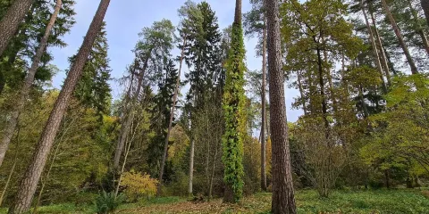 Lesne Arboretum Warmii i Mazur