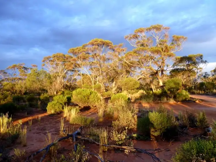 Waikerie