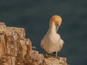 RSPB Scotland Troup Head