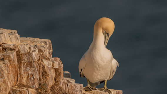 RSPB Scotland Troup Head