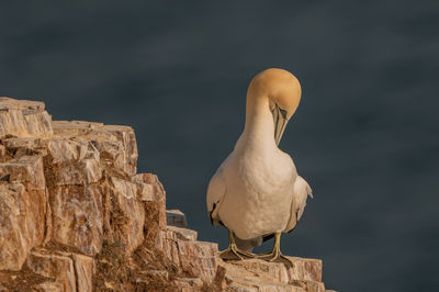 RSPB Scotland Troup Head