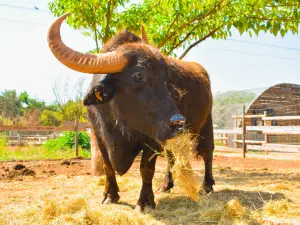 ZooParc du Cannet des Maures