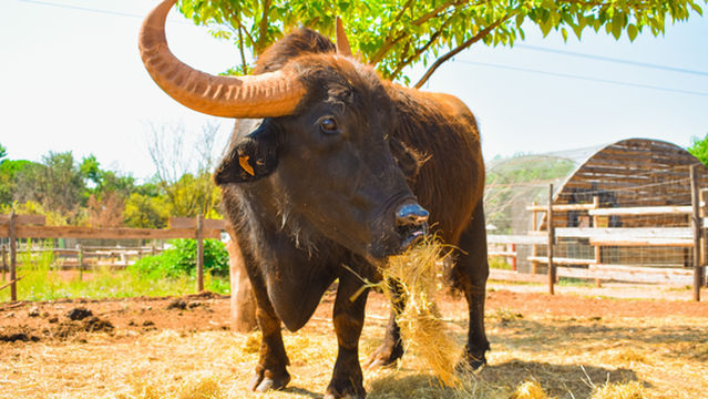 ZooParc du Cannet des Maures
