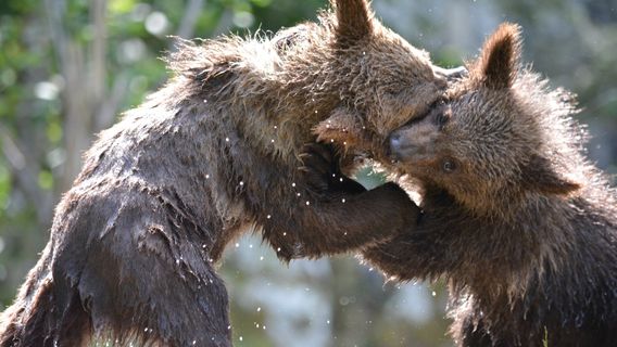 Aran Park - Parc Animalier