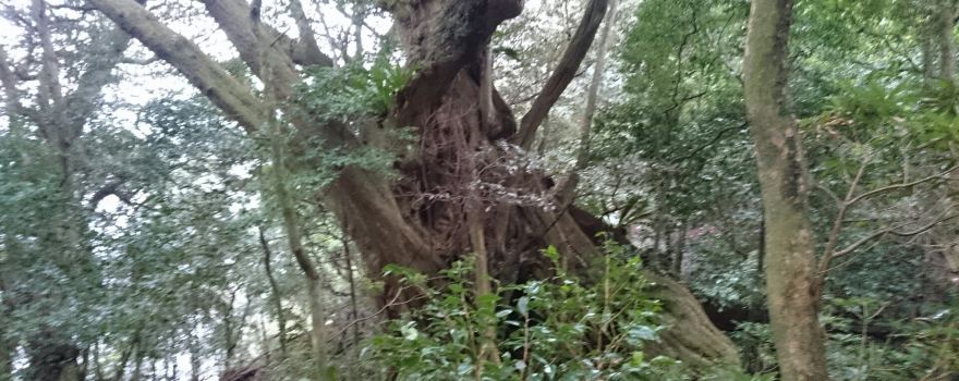 Nango no Ooji