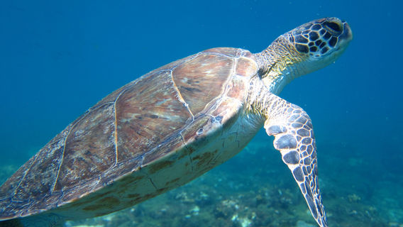 Eco Dive School Cabo Verde