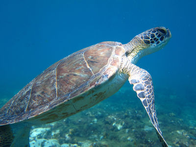 Eco Dive School Cabo Verde