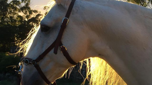 Basalto Horse Experience