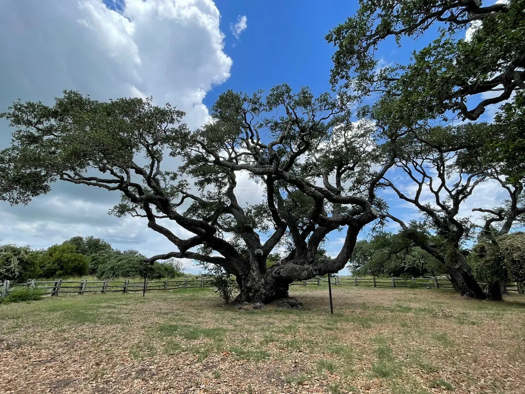 4_The Big Tree