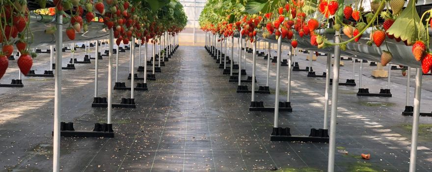 Shirado Strawberry Farm