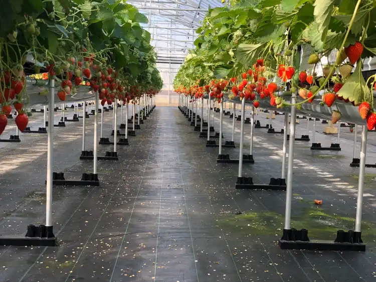 琉球苺園周辺のホテル