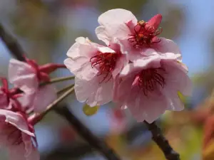 Kaminosekishiroyama Historical Park