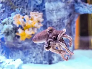 Blue Zoo Aquarium Spokane