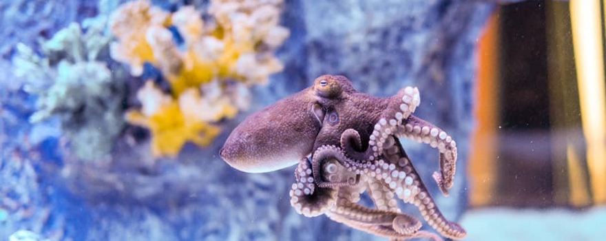 Blue Zoo Aquarium Spokane