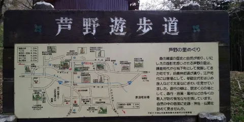 蘆野御殿山（桜）