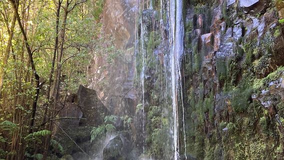 Levada dos Cedros
