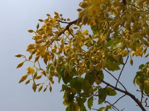 Huai Phueng