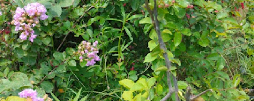 Patel nursery