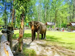 Elephant Home