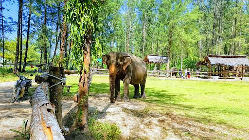 Elephant Home