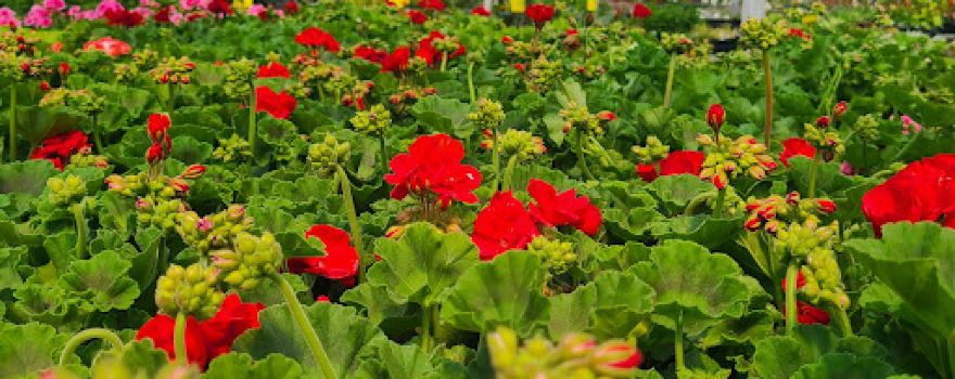 Weesies Brothers Garden Centers & Landscaping