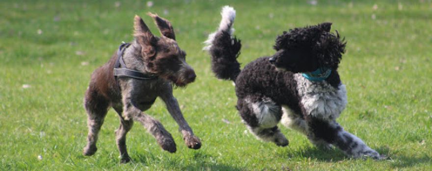 Hundeplatz Neuwegersleben