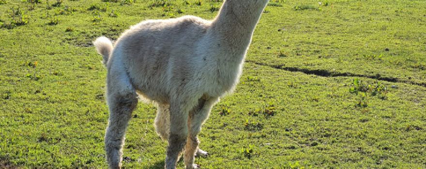 Blackwater Alpacas & Pygmy Goats