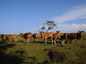 Mount Tambora National Park