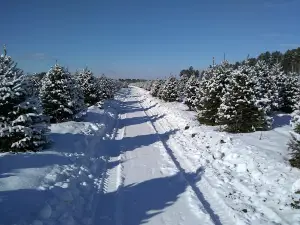 Trees To Please LLC