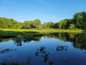 Claridon Woodlands