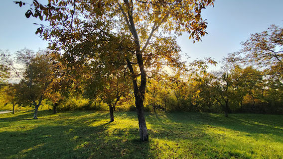 Cudesna suma mahovine