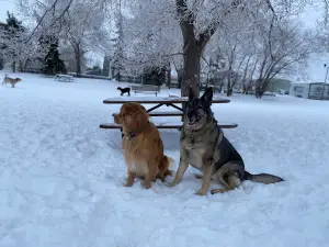 Brandon Off Leash Dog Park
