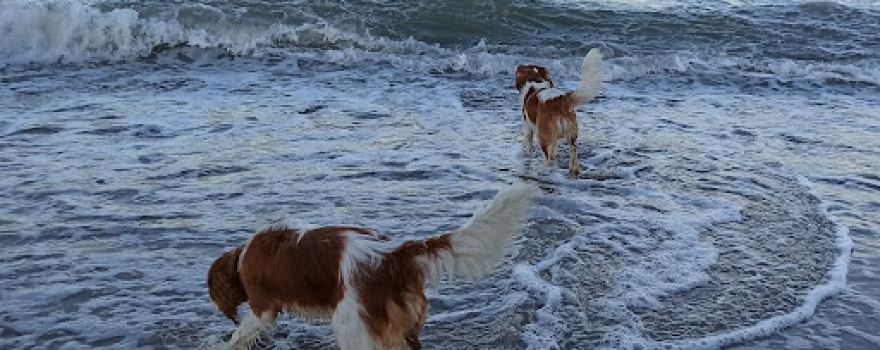 Rosenfelder Hundestrand
