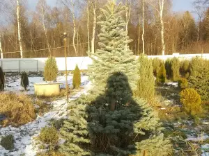 Sadovyy Tsentr Pomest'ye V Voskresenskom. Tverskaya Oblast' Kalyazinskiy Rayon D.voskresenskoye