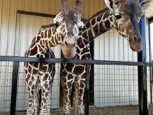 Texas Zoofari Park