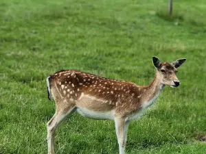 Deer Park
