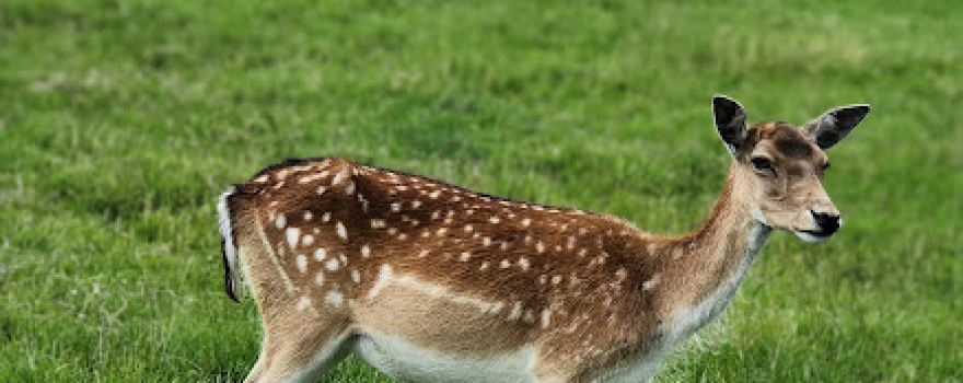 Deer Park