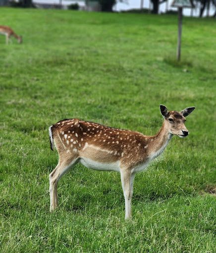 Deer Park