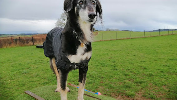 Уондерласт Уолкис