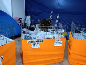 Expovizinhos