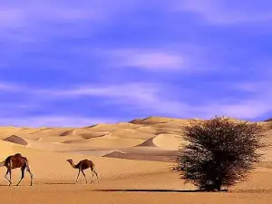 réserves naturelles de l'Aïr et du Ténéré