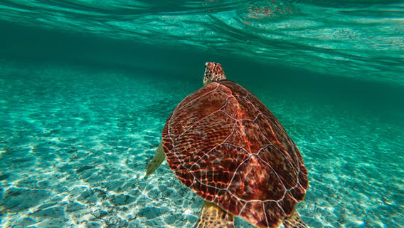 Paradise Cove Beach Resort - The Red Bar