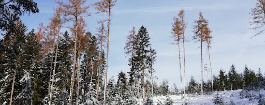 Kobernausser Wald