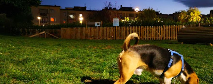 Dog Park