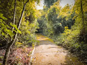 Bosque Municipal De Paranavaí