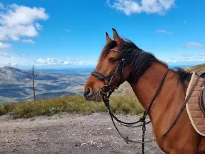 Klein Karoo Horse Adventures