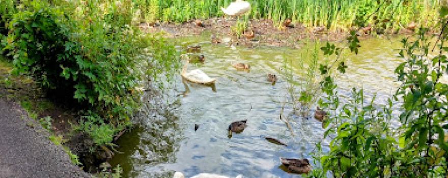 Cwmbach Wetlands