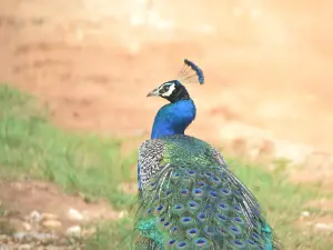 Srilanka Best Safari Udawalawe